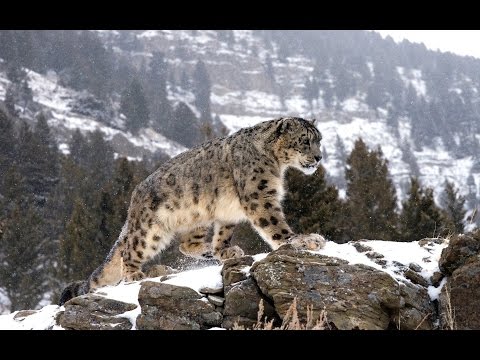 Видео: Сарыжаз - барыс іздеу
