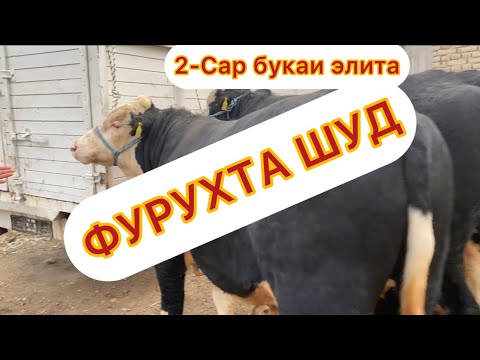 Видео: 🤫⛔️👊 🛑 СТОП ФУРУХТА ШУДАНД 😱😱😱 2-Сар букаи Супер элита дер намонед 