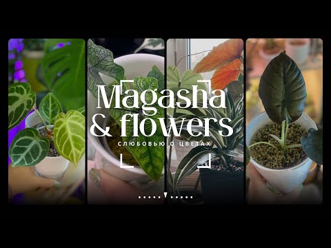 Видео: 🍃Обзор неприхотливых цветочных новинок🍃