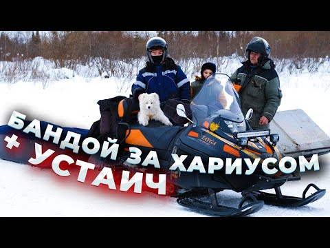 Видео: Устаич в деле/Рыбалка на Хариуса/Расставили жерлицы /#КАЮР