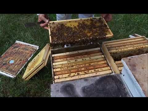 Видео: Як отримати більше меду з відводків. Американська технологія