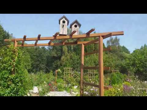 Видео: Роза УТИГОРД ФОЛЛС , особенности ухода 20.08.24г