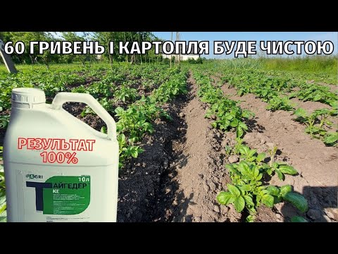 Видео: Обробка картоплі досходовим гербіцидом. Результат 100%. Ціна обробки 60 гривень.