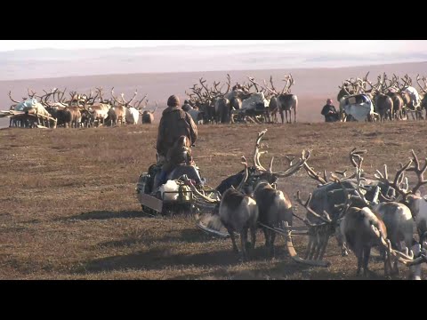 Видео: Оленеводы Ямала. По тропам предков | Ялэмдад нумгы. 01.10.2021