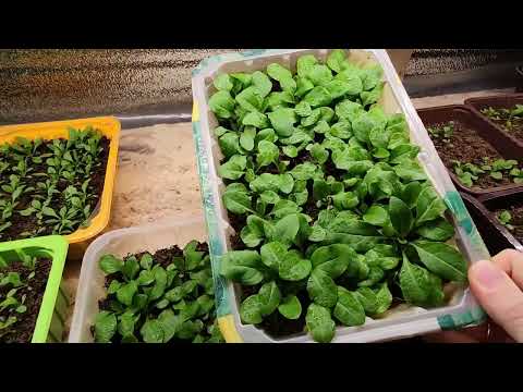 Видео: РАССАДА ДЛЯ ПРОДАЖИ.ПЕТУНИЯ.ОБЗОР ВСХОДОВ АМПЕЛЬНОЙ ПЕТУНИИ.2022