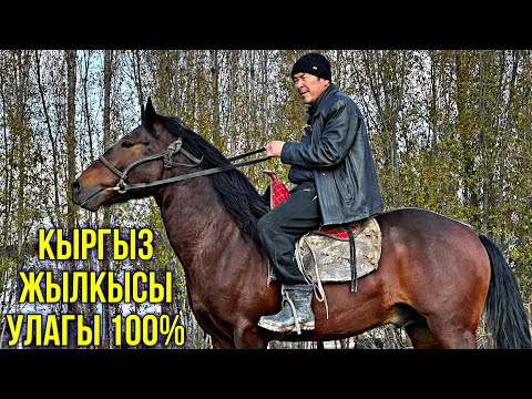 Видео: УЛАКА ЧААП АЛСЫН ДАЯР ЖЕҢИЛ 🤯 #байтв