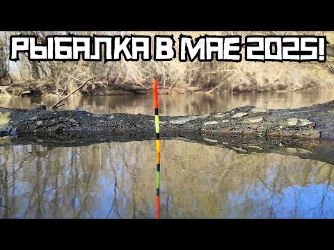 Видео: ЗАТОПЛЕННЫЙ РУЧЕЙ ВЫДАЁТ КРУПНОЕ?! Закинул поплавок и КЛЮЁТ! Рыбалка 2025