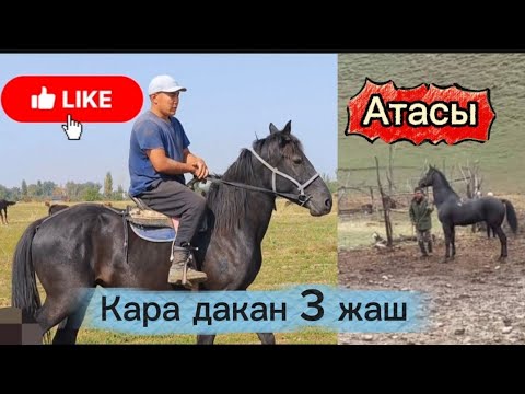 Видео: Кара дакан