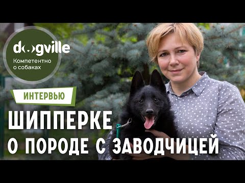 Видео: О породе Шипперке - Интервью с заводчицей