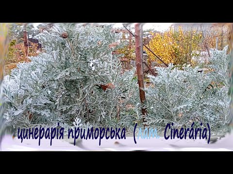 Видео: Зимозелені. Цинерарія (лат. Cinerária) бордюр в усі сезони? Живцювання