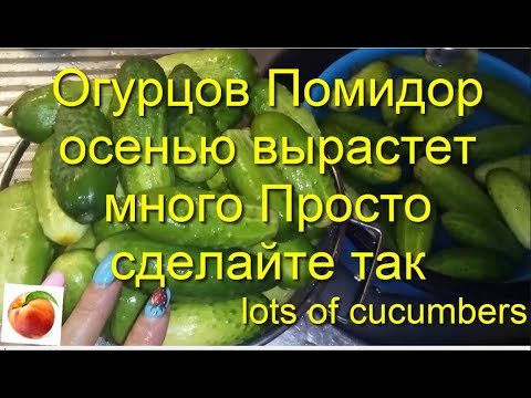 Видео: Огурцы Помидоры вырастет много Уход  Просто сделайте так Cucumbers Tomatoes will grow a lot Результ