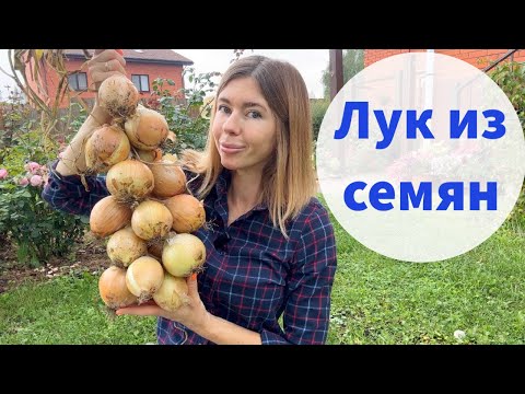 Видео: ВЫРАЩИВАЮ ЛУК ТОЛЬКО ИЗ СЕМЯН. Урожай лука за один сезон и никаких стрелок