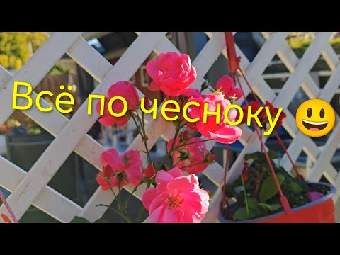 Видео: Наша дача на севере Германии /Гортензии в моём саду. 