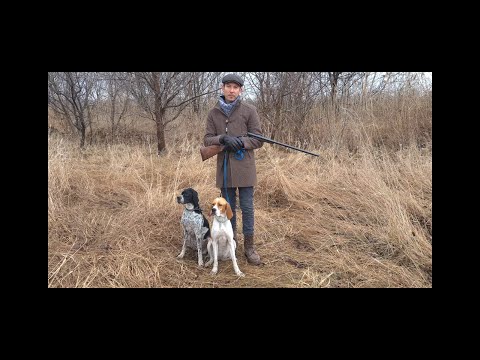 Видео: Мифы и легенды. Английский пойнтер
