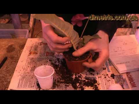Видео: Посадка деток стрептокарпуса.