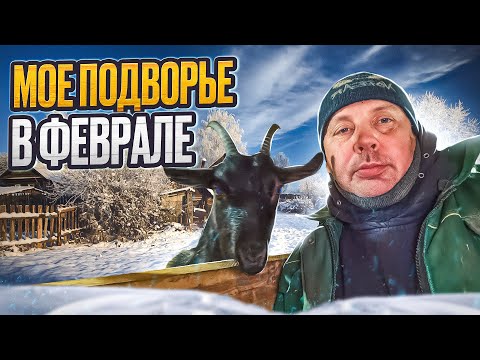 Видео: Обзор хозяйства в феврале... думы окаянные замучили 👹 💭 😖 ."Мое Подворье"