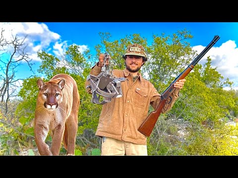 Видео: Давайте поймаем льва