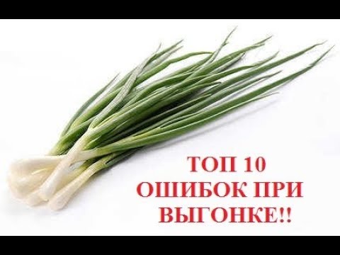 Видео: ТОП 10 ошибок при выгонке лука на перо в коммерческих целях!