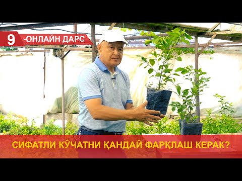 Видео: Сифатли кўчатни қандай фарқлаш керак?