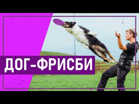 Видео: Вот это спорт! ДОГ-ФРИСБИ