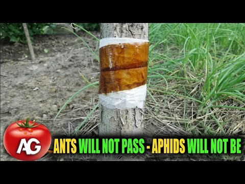 Видео: Это быстро избавит от тли и муравьев на деревьях.