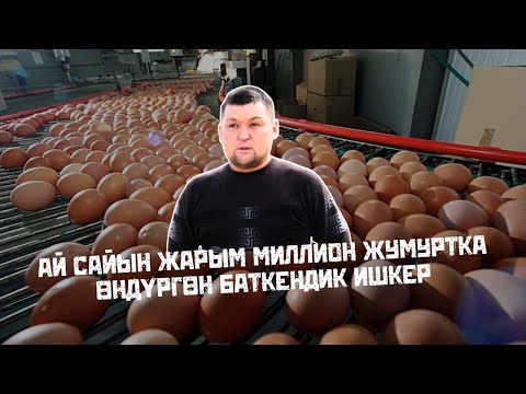 Видео: Ай сайын жарым миллион жумуртка өндүргөн баткендик ишкер | "МЕКЕНИМ МЕЙКИН"
