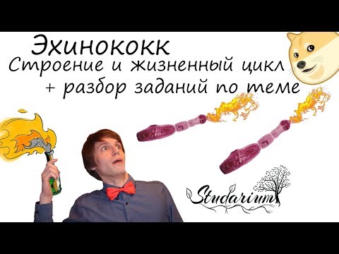 Видео: Эхинококк. Строение и жизненный цикл эхинококка. Примеры решения заданий