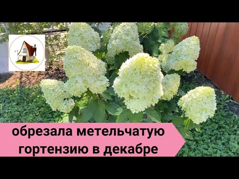 Видео: Обрезка метельчатой гортензии в декабре.