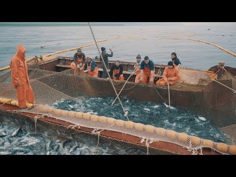 Видео: Рыбалка на Камчатке