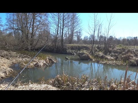 Видео: СПИННИНГ НА МАЛОЙ РЕКЕ. ЛОВЛЯ ЩУКИ НА БЛЕСНЫ