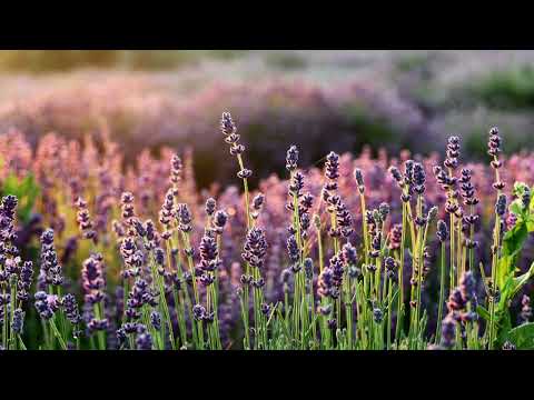 Видео: Что такое доверие? Абрахам-Хикс