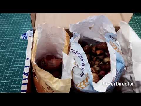 Видео: Осенний день и немного о работе почты