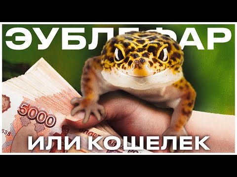 Видео: Авито? Питомник? Зоомагазин? ГДЕ КУПИТЬ ЭУБЛЕФАРА? Разбираем каждый вариант подробно