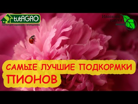 Видео: ДАЖЕ СТАРЫЕ РАСЦВЕТУТ КАК НОВЫЕ! Для самых лучших ПИОНОВ - эти ПОДКОРМКИ. От бесплатных до особых!