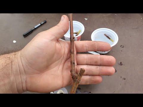 Видео: Прививка винограда черным в черное на однолетний саженец в расщеп.