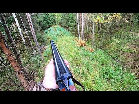 Видео: Загонная ОХОТА. ОТКРЫТИЕ. 2 октября 2021г.
