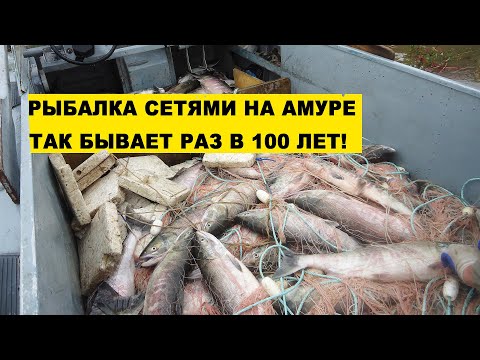 Видео: ПРОМЫСЛОВАЯ РЫБАЛКА СЕТЯМИ! ТАКОЙ УЛОВ РАЗ В 100 ЛЕТ! ОСЕННЯЯ КЕТА.