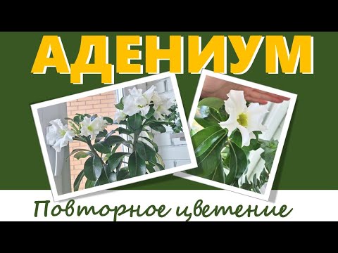 Видео: АДЕНИУМ на фитильном поливе. Обзор состояния