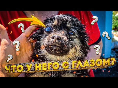 Видео: В Поле На Трассе Был Выкинутый Маленький Комочек😱 Когда Мы Подошли Ближе - Были Шокированы.