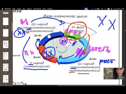 Видео: интерфаза. деление клетки. отрывок из урока. подготовка к егэ по биологии.