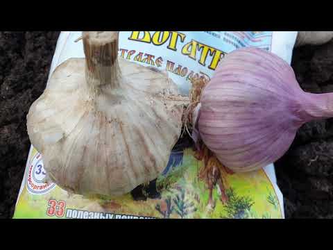 Видео: Киньте это в лунку при посадке чеснока. 