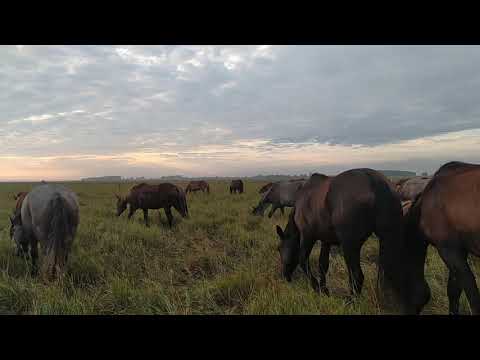 Видео: Очень близко подошёл чужой табун. Жеребец не допускает замес.