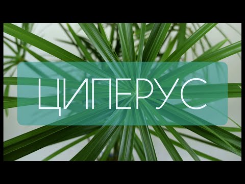 Видео: Циперус в человеческий рост! Лайфхак! Как добиться такого эффекта?