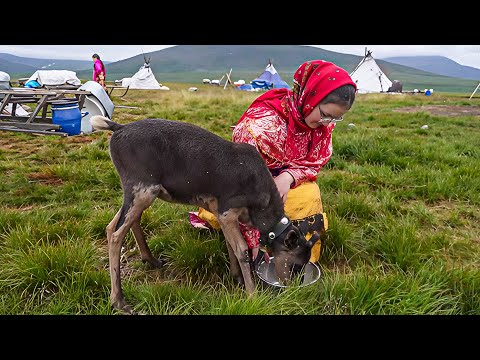 Видео: По следам оленя | Северный колорит