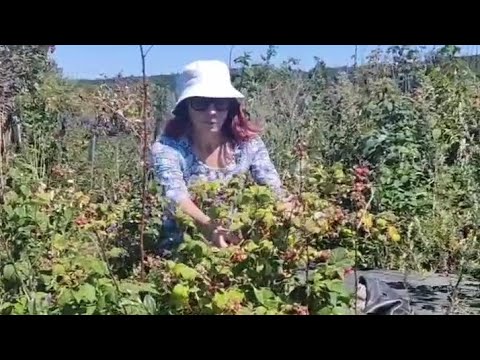 Видео: С папой в  заросшем огороде, дикая малина, поля подсолнуха, в деревне навестила родителей. Урал.