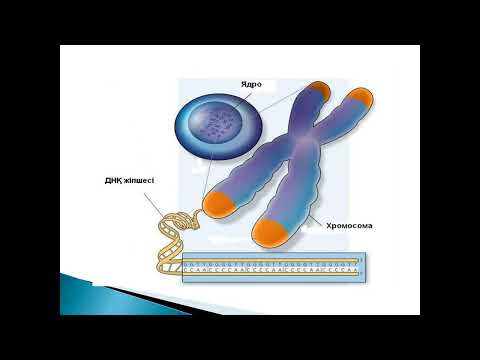 Видео: Ядро   Ядрошық  Ядро қабықшасының құрылысы Молдиярова М