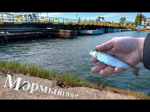 Видео: Форель на мормышинг, судак в толще воды!? Река Martwa Wisla.