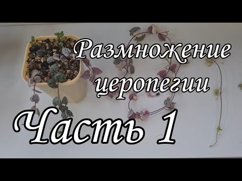 Видео: Церопегия Вуда 'Ceropegia woodii' размножение черенками