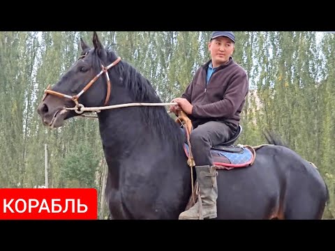 Видео: ПАЙ ПАЙ ПАЙ  АТТЫН УДАРЫ 1.70см  КОРАБЛЬ 