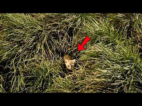 Видео: «Я не нахожу маму, возьмёшь меня домой?» Во время прогулки из кустов выскочил котёнок.